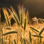 Plant-based Diet Food List: Your Ultimate Guide to Healthy Eating