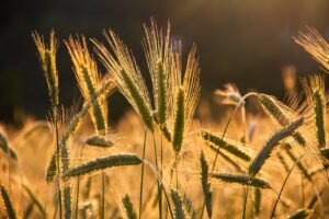 Plant-based Diet Food List: Your Ultimate Guide to Healthy Eating