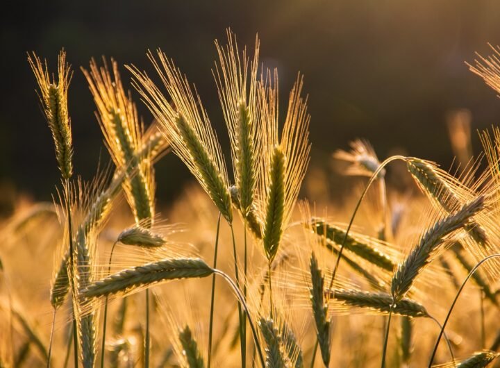Plant-based Diet Food list