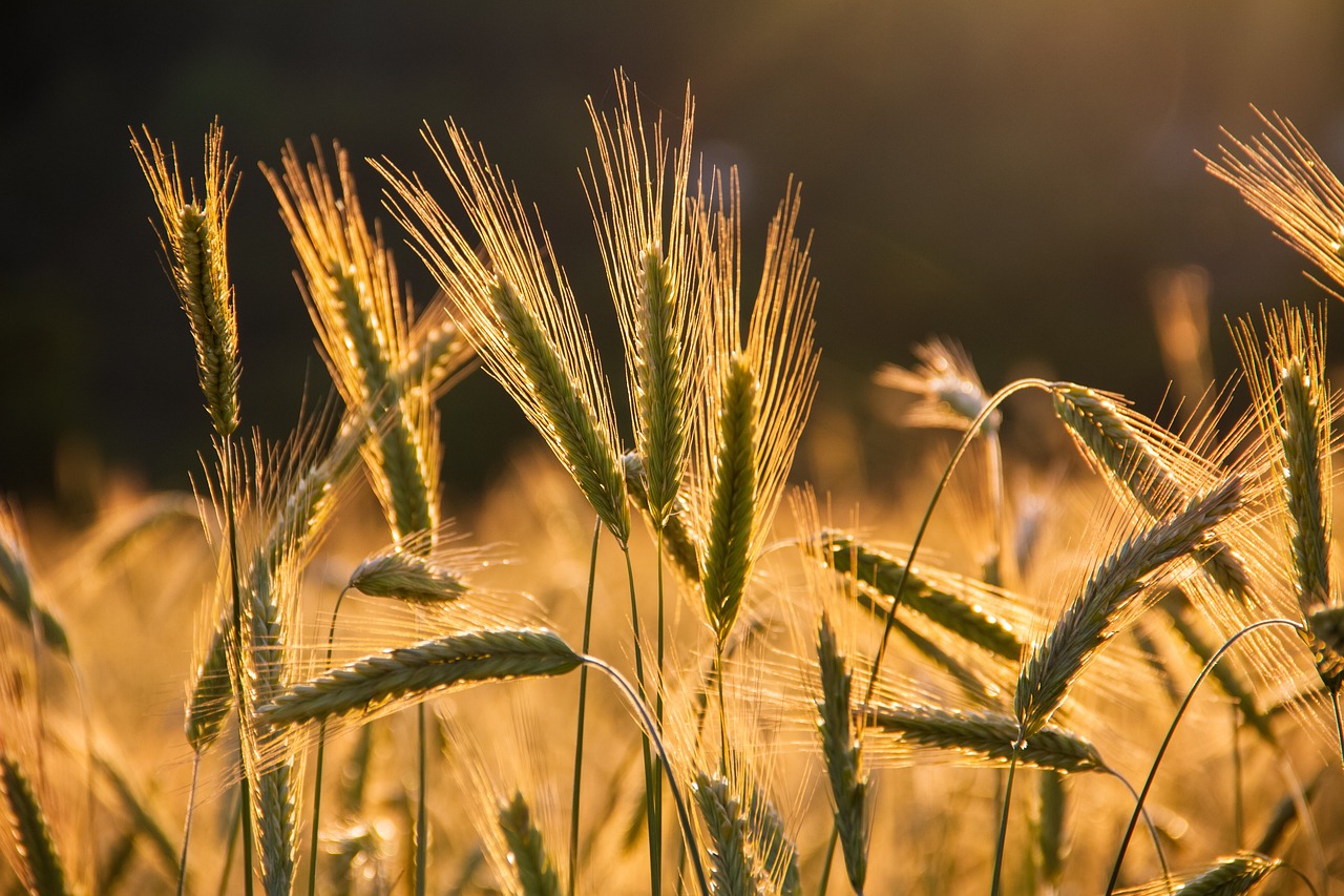 Plant-based Diet Food list